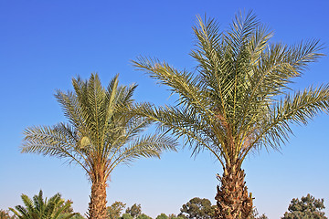 Image showing Many palms