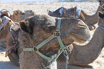 Image showing Camels in the desert