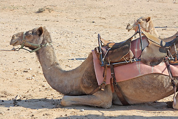 Image showing Camels in the desert