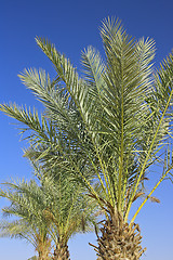 Image showing Many palms