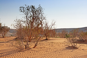 Image showing The spring in the desert