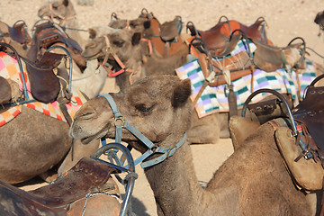 Image showing Camels in the desert