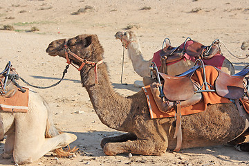 Image showing Camels in the desert