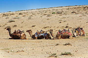 Image showing Camels in the desert