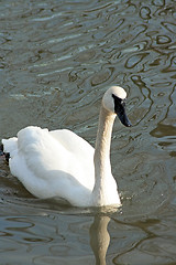 Image showing White swan