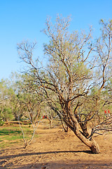 Image showing The spring in the desert