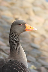 Image showing Wild duck