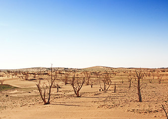 Image showing The spring in the desert