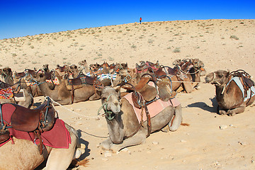 Image showing Camels in the desert