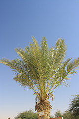 Image showing The palm