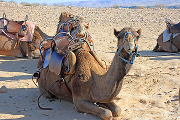 Image showing Camels in the desert