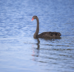 Image showing black swan