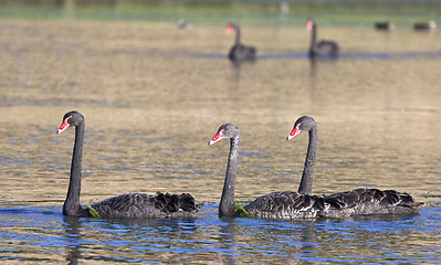 Image showing black swan