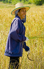 Image showing woman cutting rice