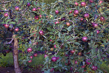 Image showing Apple tree