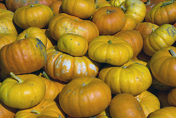 Image showing Squash