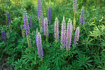 Image showing Wild Lupines