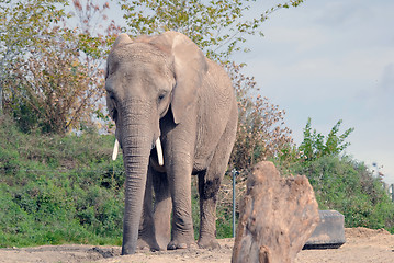 Image showing Elephant