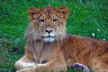 Image showing Young male lion