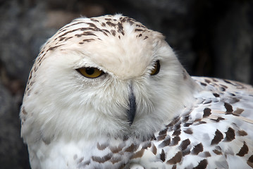 Image showing Snowy Owl