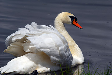 Image showing Swan