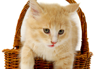 Image showing Kitten in basket