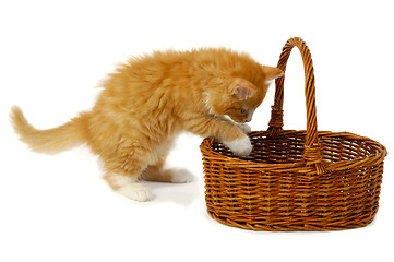 Image showing Kitten in basket