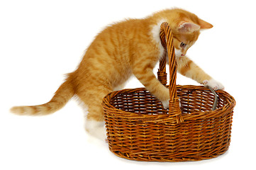 Image showing Kitten in basket