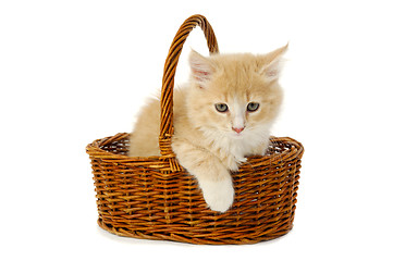 Image showing Kitten in basket