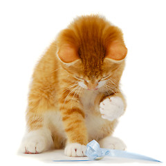 Image showing Kitten playing