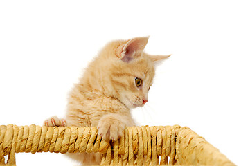 Image showing Kitten