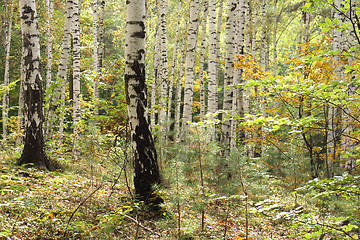 Image showing green forest