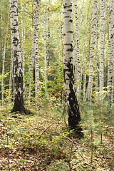 Image showing forest