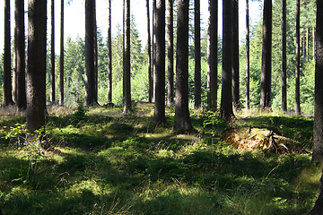 Image showing green forest