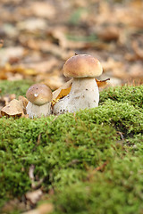 Image showing mushroom