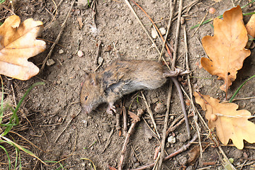 Image showing dead mouse