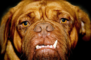 Image showing Dog face
