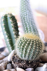 Image showing Cactus