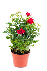 Image showing Roses in pot