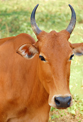 Image showing Portrait of the Sacred Cow