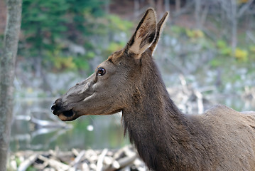 Image showing Wapiti