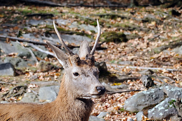 Image showing Wapiti