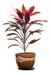 Image showing House plant