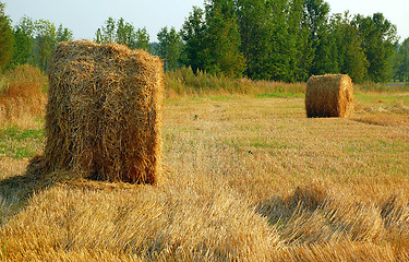 Image showing Haymaking in August