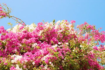 Image showing flower tree