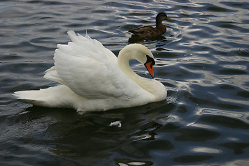 Image showing swan and duck