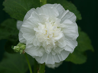 Image showing althaea