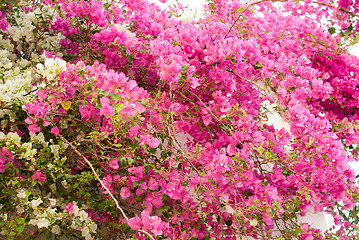 Image showing flower tree