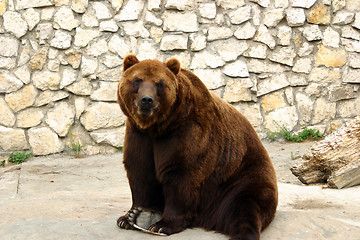 Image showing bear in zoo