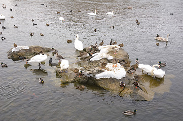 Image showing Bird island.